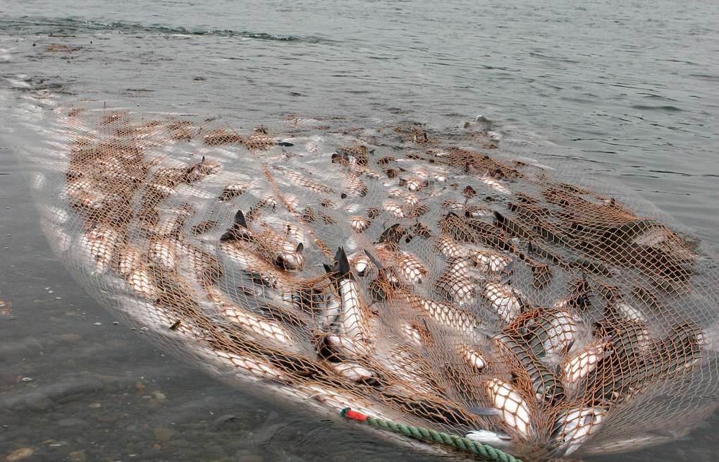 В Карелии за неделю у браконьеров изъяли свыше 130 кг рыбы
