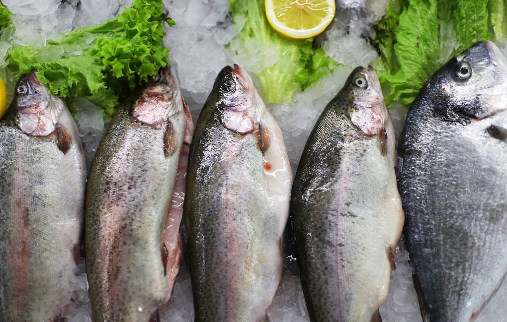 Карелия вошла в число регионов с высоким уровнем зараженности рыбы 