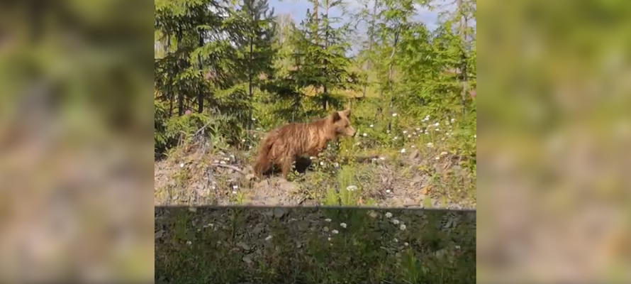 ВИДЕО: Карельский актер повстречал медведя, возвращаясь с дачи