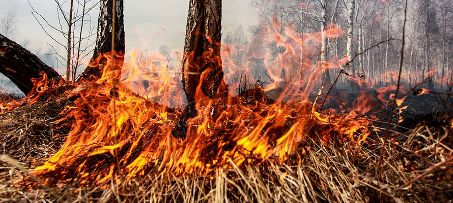 Жители Суоярвского района через суд заставили администрацию защитить их от пожара 