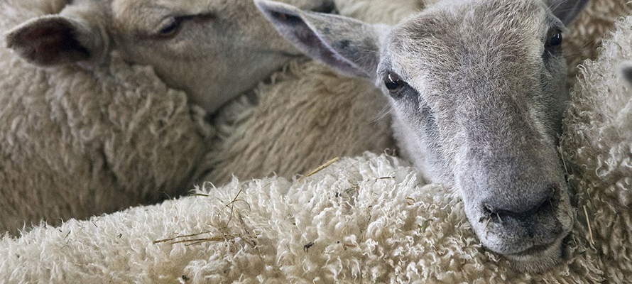 В Карелии хотят построить самую крупную ферму по разведению овец