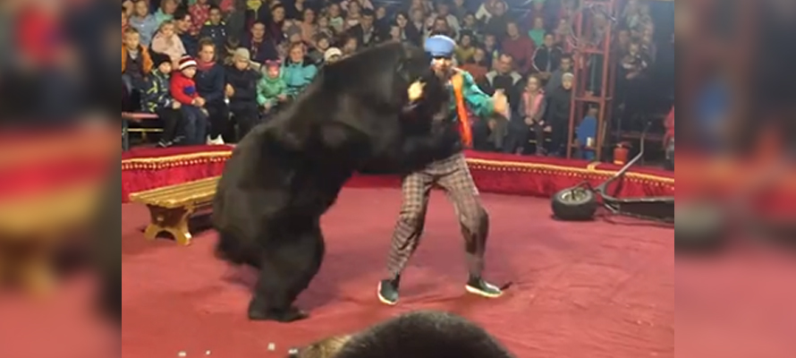 СРОЧНО: Медведь напал на дрессировщика во время циркового выступления в Карелии (ВИДЕО)