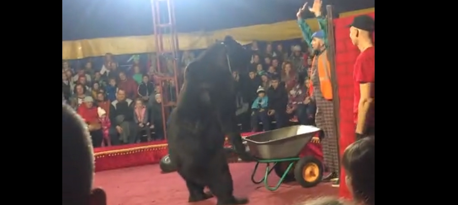 Дрессировщик определил судьбу медведя, напавшего на него во время представления в Карелии
