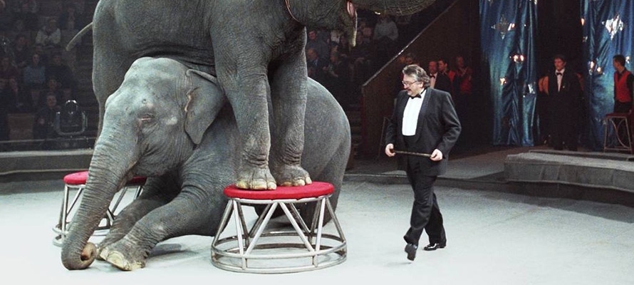 Депутат Заксобрания Карелии  предложил запретить цирки с животными