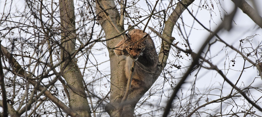 Охотоведы в Карелии хотят усыпить застрявшую на дереве рысь (ФОТО)