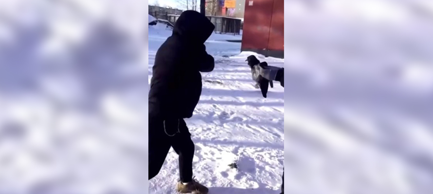 Подростки в Петрозаводске до смерти забили ворону (ВИДЕО 18+)