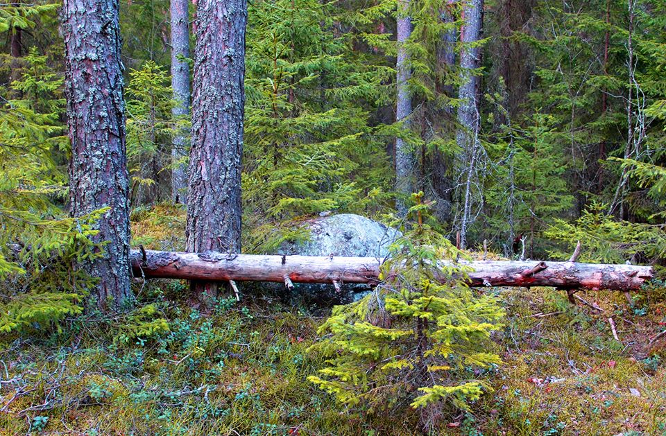 В Карелии впервые за последние годы упали лесные платежи
