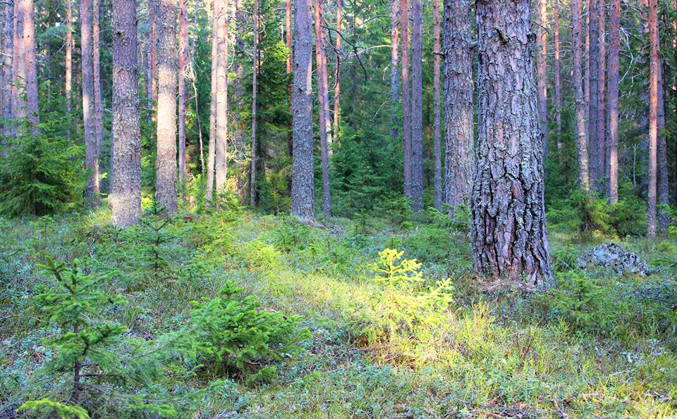 Эколог: "Городские леса Петрозаводска – наше преимущество в борьбе с коронавирусом"