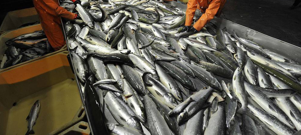 С начала года в Карелии выловили около 30 тысяч тонн рыбы