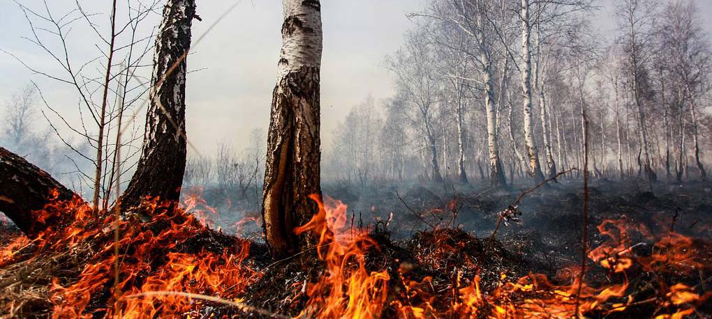 Особый противопожарный режим введен еще в шести районах Карелии