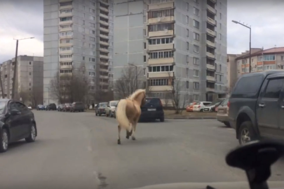 Лошадь пробежалась по Петрозаводску (ВИДЕО)