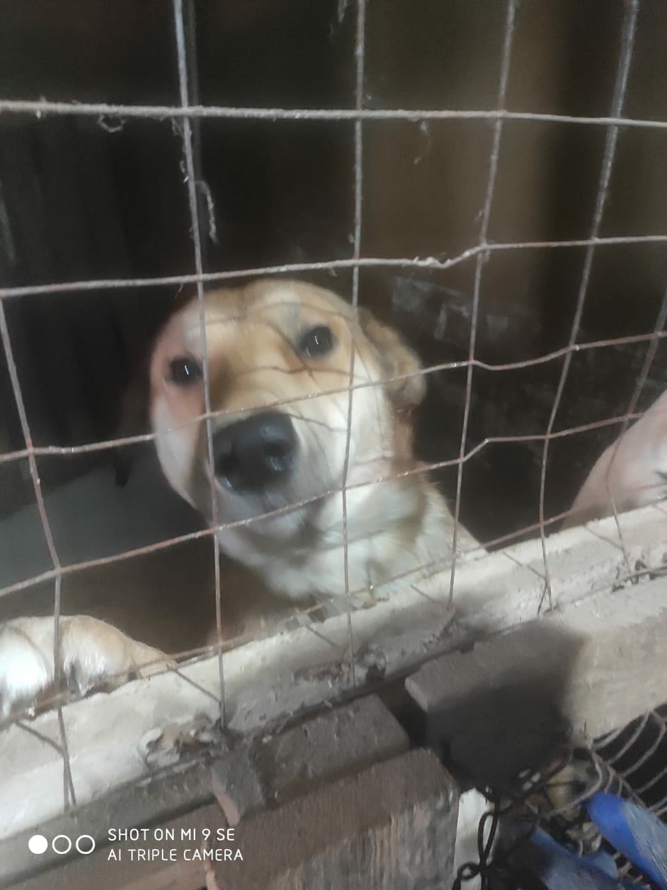 Глава Сегежского района Карелии накормил бездомных собак во время коронавируса
