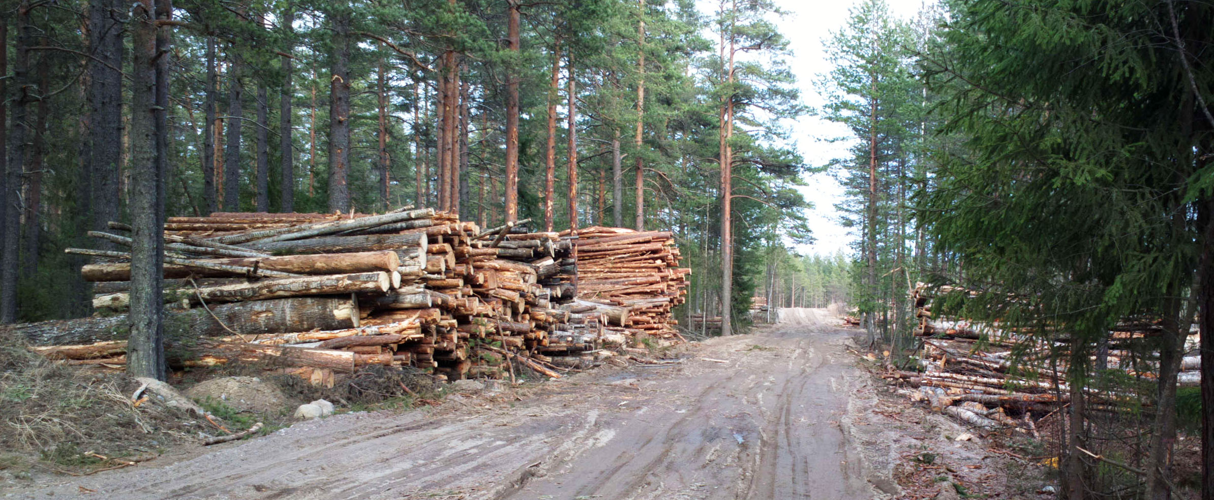 Нарушение правил лесопользования