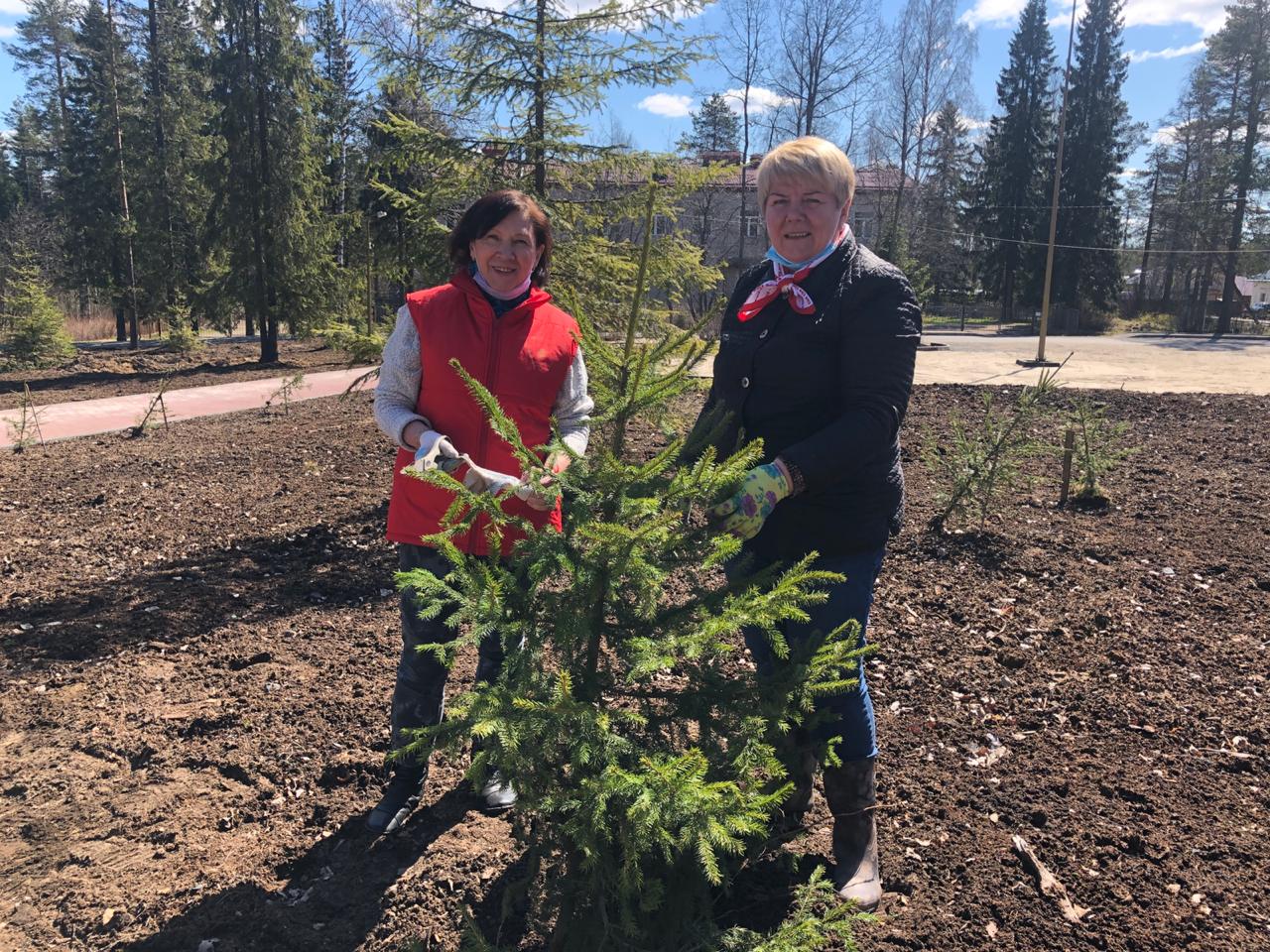 Активисты КПРФ посадили 50 деревьев в городском парке Суоярви (ФОТО) 