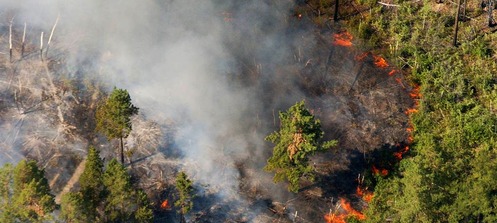 В Карелии произошло 11 лесных пожаров