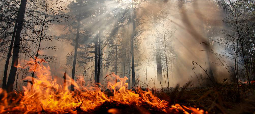 Четыре лесных пожара произошло в Карелии за минувшие сутки