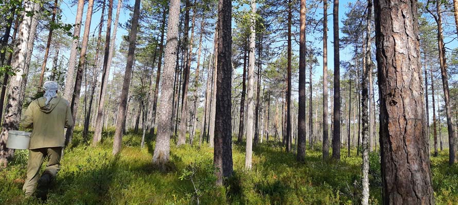 Нехватка лесничих до сих пор остается острой проблемой в Карелии