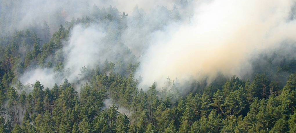 В Карелии за сутки сгорело более 16 гектаров леса