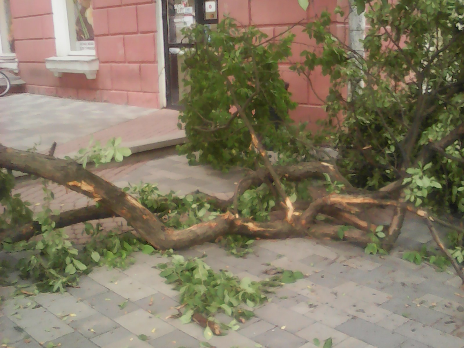 Подрядчик переломал знаменитые яблони в центре Петрозаводска