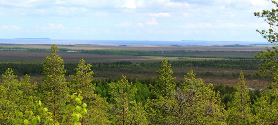 На севере Карелии хотят бесплатно раздавать землю гектарами
