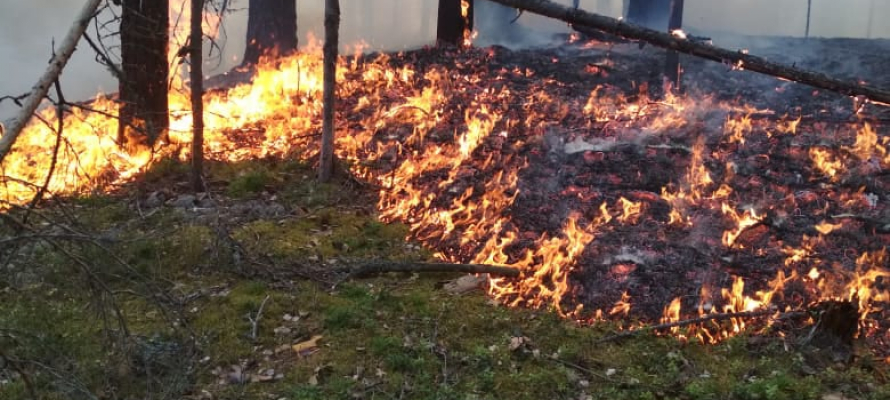 Карелии обещают ухудшение ситуации с лесными пожарами в августе