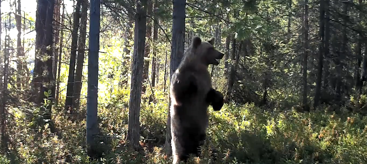 В соседнем с Карелией регионе медведь устроил зажигательные танцы (ВИДЕО)