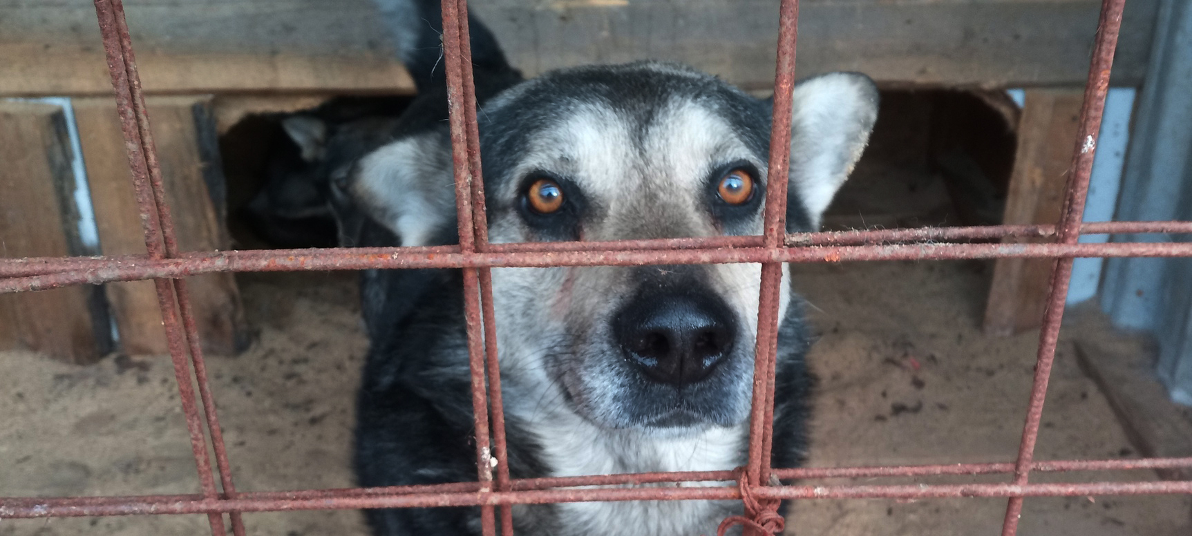 Десятки бродячих псов выловили за месяц на улицах Петрозаводска