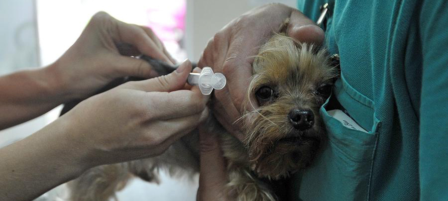 В  России приступили к разработке вакцины от COVID-19 для животных
