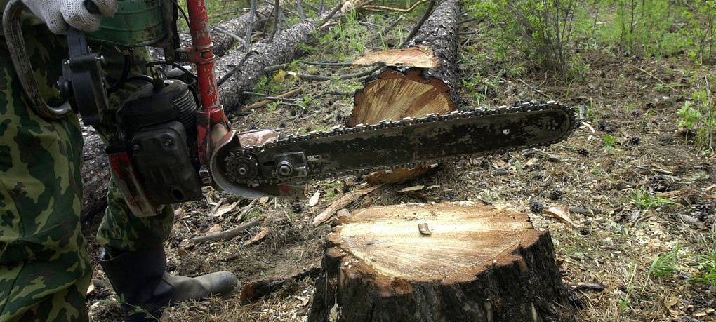 Незаконная рубка леса обошлась жителю Карелии в десятки тысяч рублей