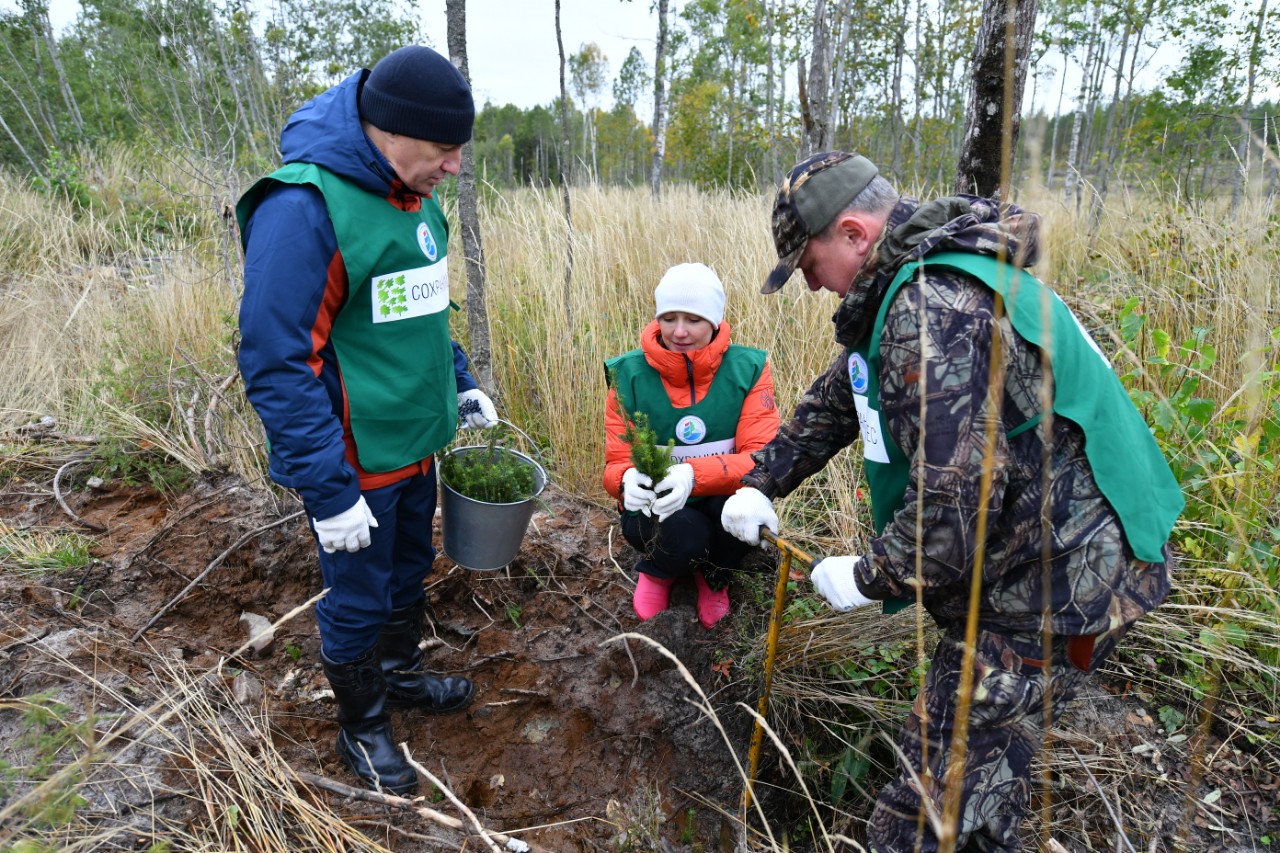 Три тысячи елей посадили в Карелии участники акции "Сохраним лес"