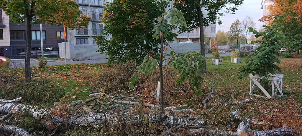 В Петрозаводске при сносе аварийных деревьев ломают молодые липы (ФОТО)