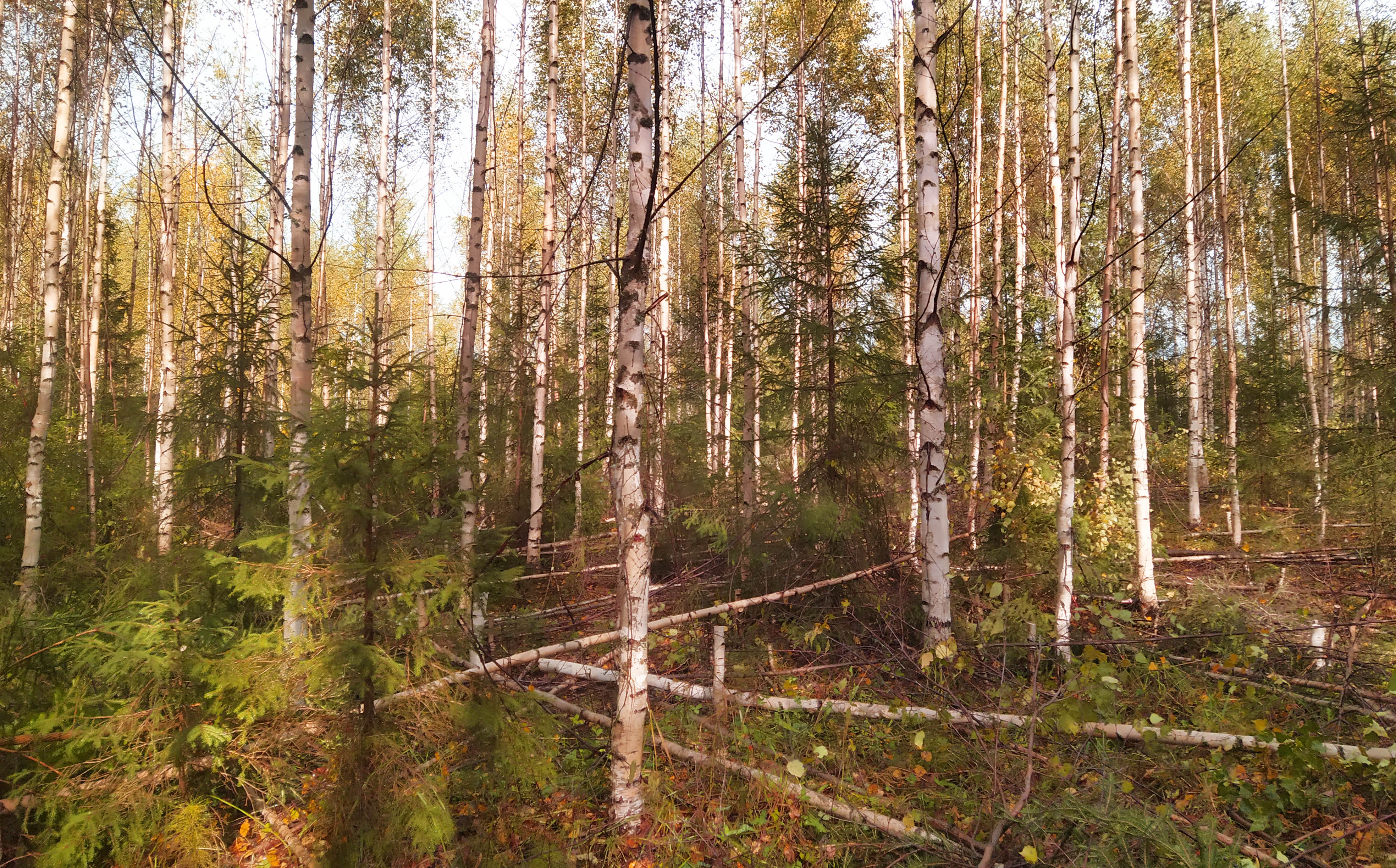Частные лесовладельцы могут появиться в Карелии