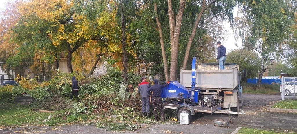Аварийные деревья сносят на территориях школ и детских садов Петрозаводска