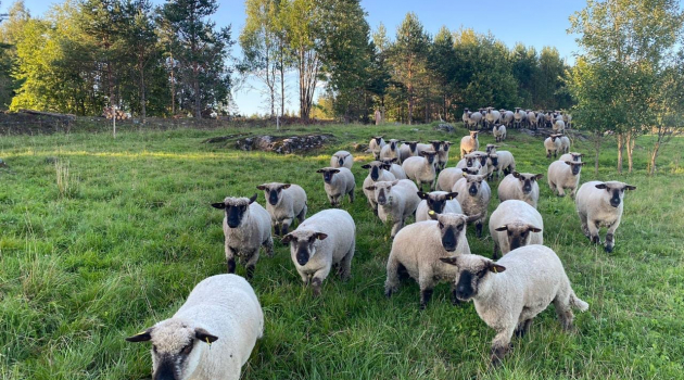 Стали известны планы единственной в России фермы по разведению овец оксфорд-даун в Карелии