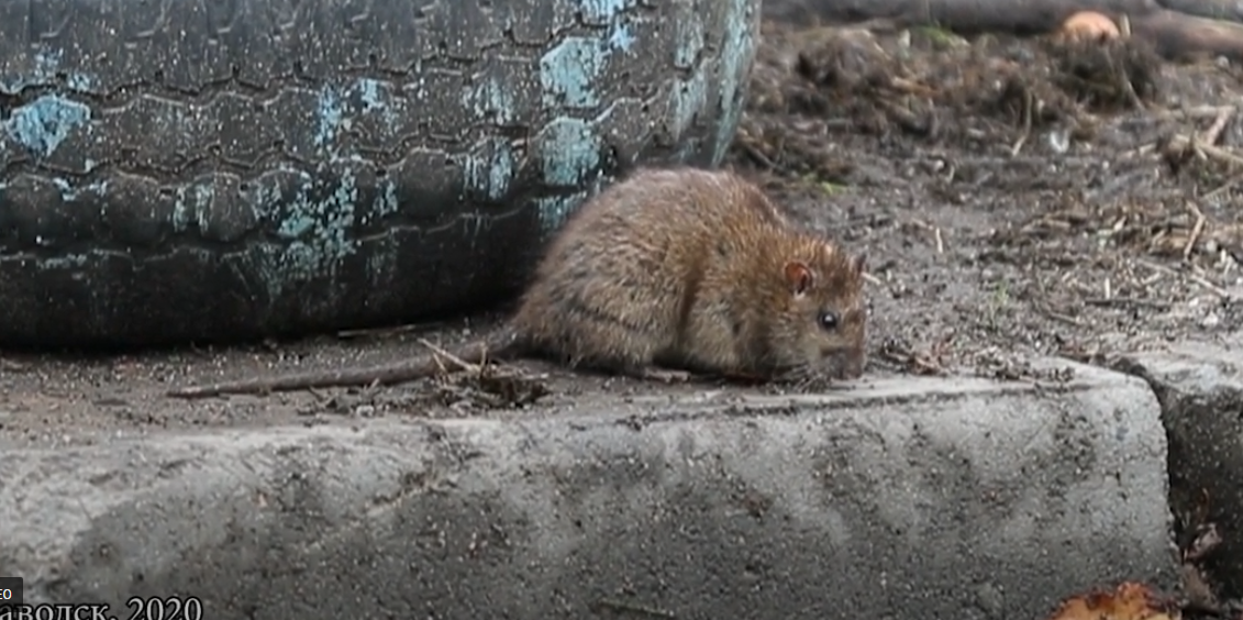 Крысы в городе: фотограф показал "хвостатый Петрозаводск" (ВИДЕО)