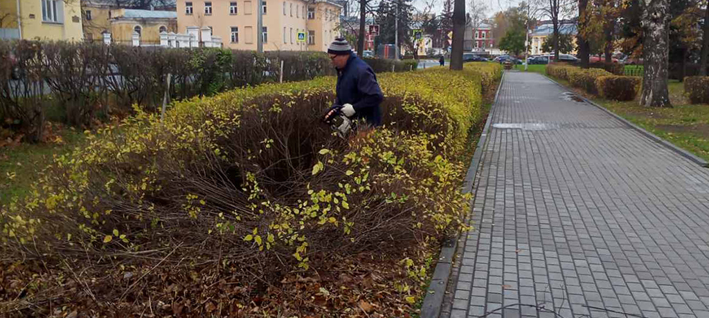 Власти Петрозаводска объяснили, зачем обрезали кусты под корень в центре города
