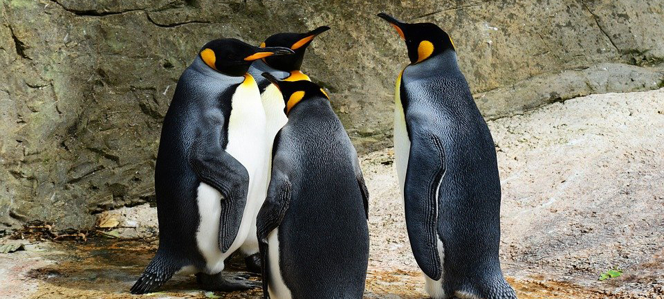 Пингвины-геи украли яйцо у пингвинов-лесбиянок