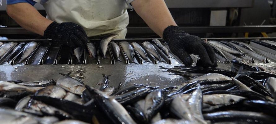 В Карелии оштрафовали жительницу Поморья за торговлю опасной рыбой