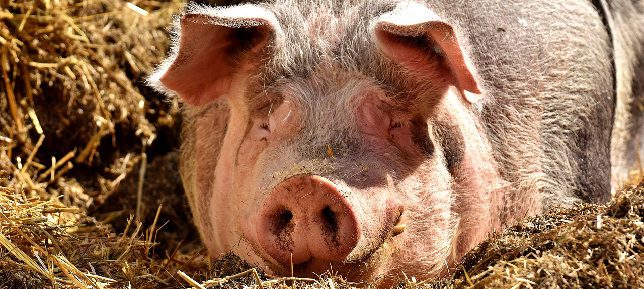 Очаг африканской чумы свиней выявлен в соседнем с Карелией регионе