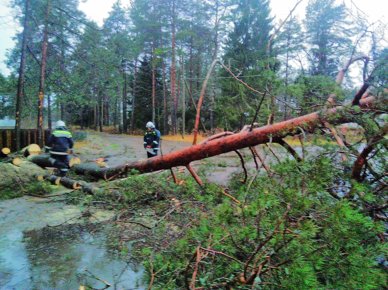 Сильный ветер повалил деревья возле детского сада в поселке Карелии (ФОТО) 