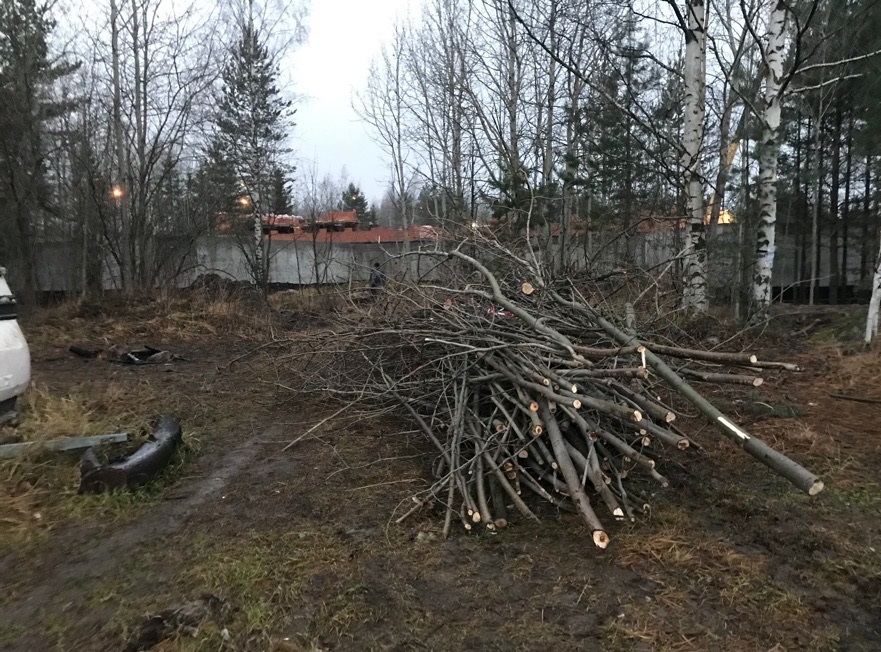 Незаконную вырубку деревьев обнаружили в Петрозаводске 