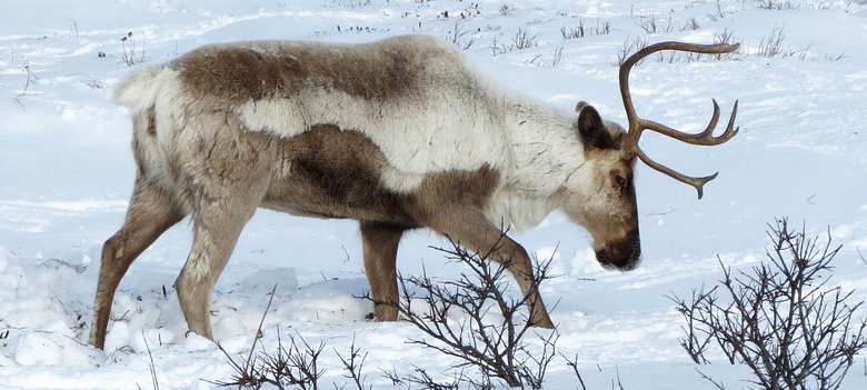 Национальные парки Карелии и Архангельской области создадут коридор для оленей