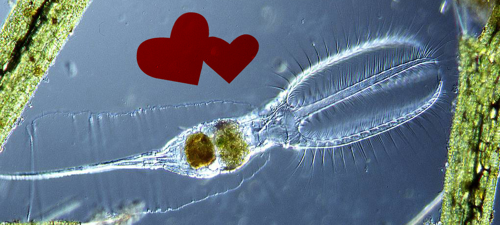Бесполые черви-коловратки не отказались от интимных связей, доказали ученые