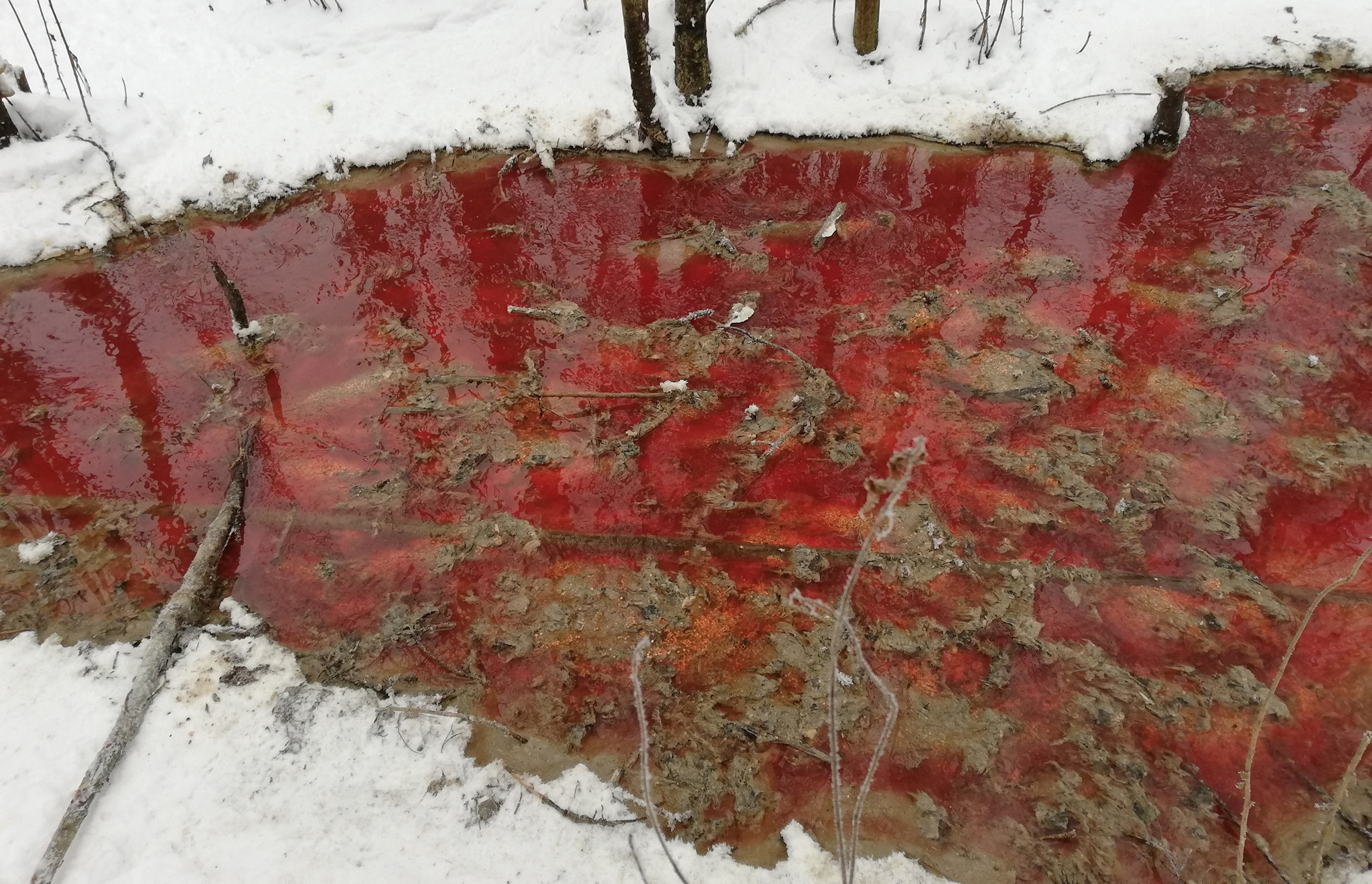 Власти Карелии обнаружили грубые нарушения форелеводов, устроивших "кровавые реки" в лесу