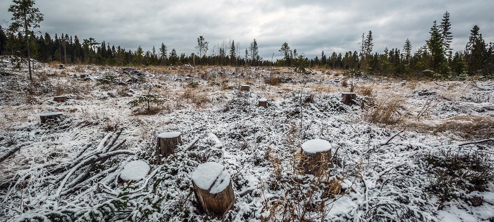 Жители Пудожского района Карелии требуют остановить варварскую рубку леса