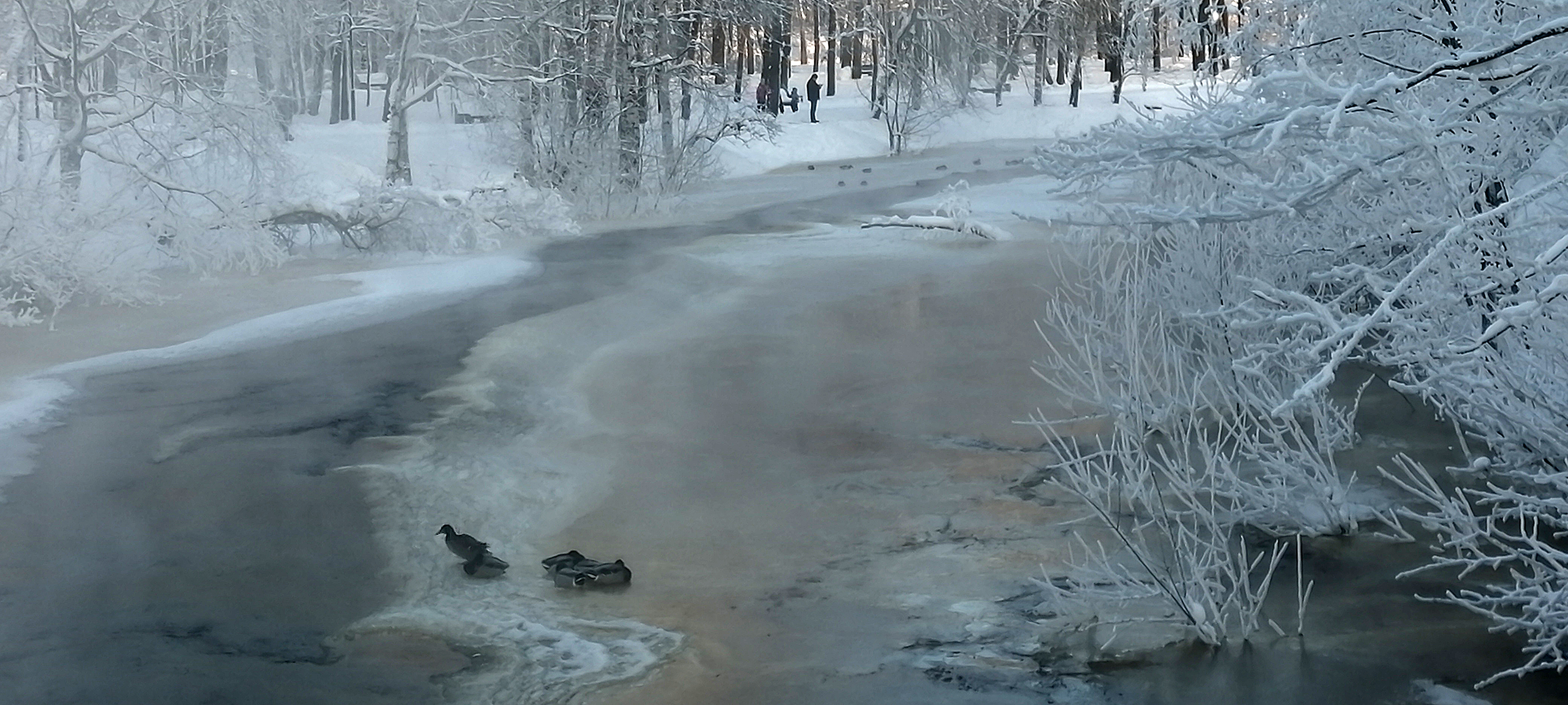 Стало известно, сколько Серых шеек зимуют в Петрозаводске на Лососинке (ФОТО)