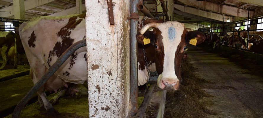 Коровы из Карелии стали российскими рекордсменками по надою молока