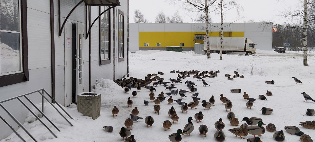 Утки устроили сходку у мясного магазина в Карелии (ФОТОФАКТ)