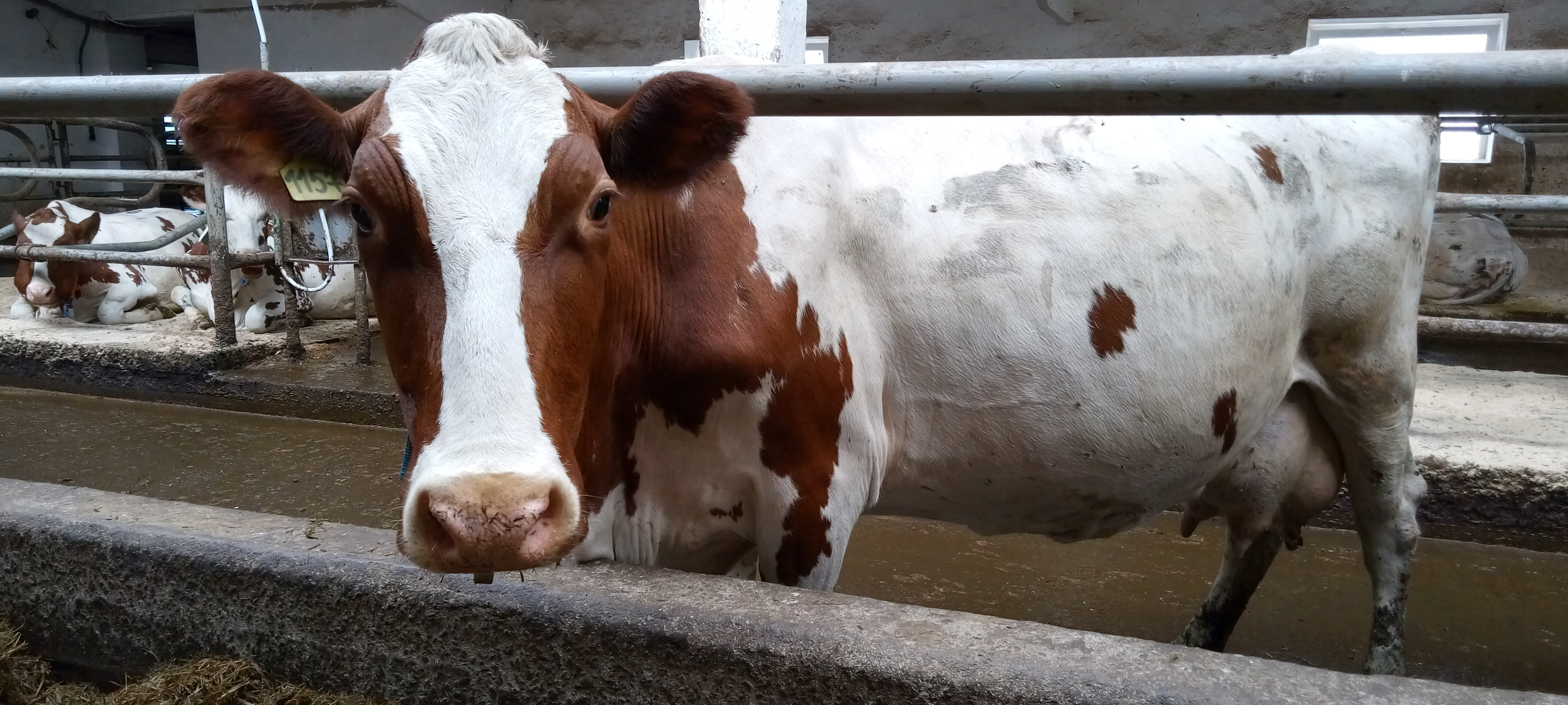 Житель Карелии через суды добился возмещения ущерба за погибшую на электропроводах корову
