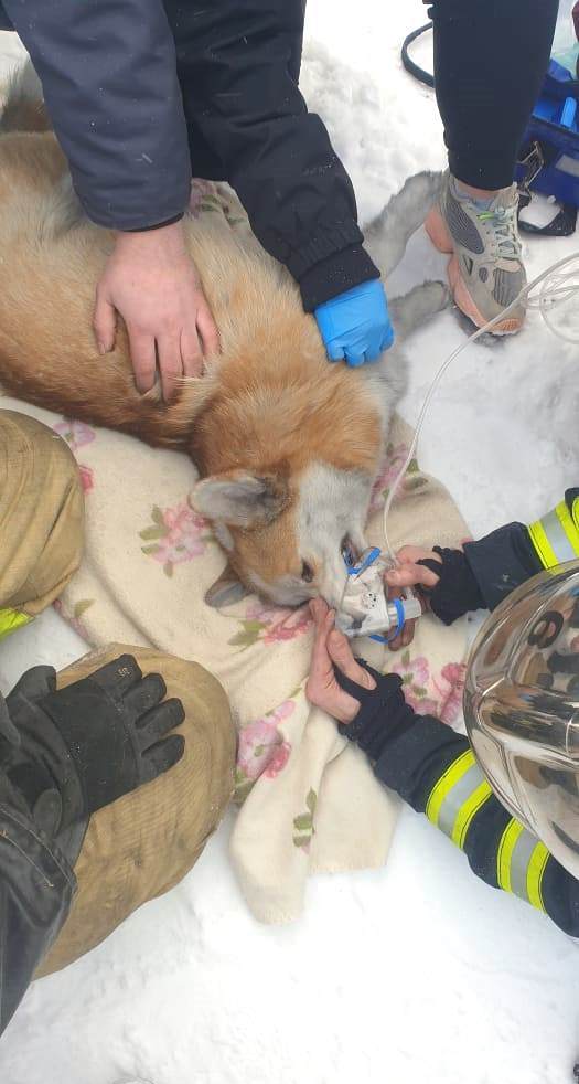 Спасатели в Карелии вернули к жизни собаку, пострадавшую на пожаре (ФОТО)